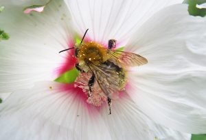 Close up bee