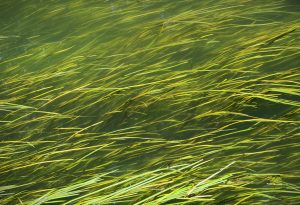 River grass